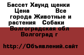 Бассет Хаунд щенки › Цена ­ 20 000 - Все города Животные и растения » Собаки   . Волгоградская обл.,Волгоград г.